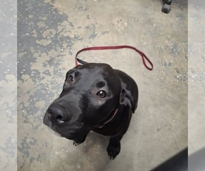 Labrador Retriever-Unknown Mix Dogs for adoption in Magnolia Springs, AL, USA