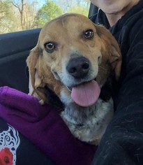 Beagle-Unknown Mix Dogs for adoption in Ashland, VA, USA