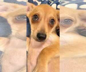 Doxle Dogs for adoption in Pipe Creek, TX, USA