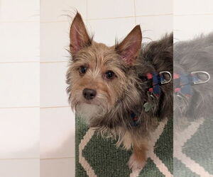 Chihuahua-Unknown Mix Dogs for adoption in Greensboro, NC, USA