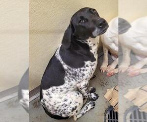 Lab-Pointer Dogs for adoption in Rockaway, NJ, USA