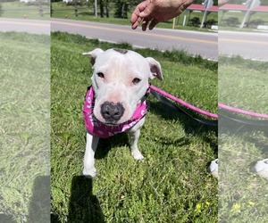 Mutt Dogs for adoption in Stover, MO, USA