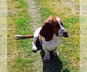 Basset Hound Dogs for adoption in Deepwater, NJ, USA