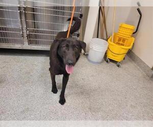 Labrador Retriever Dogs for adoption in Houston, TX, USA