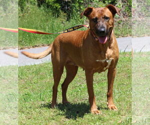 Black Mouth Cur-Unknown Mix Dogs for adoption in Prattville, AL, USA
