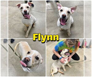 American Staffordshire Terrier-Labrador Retriever Mix Dogs for adoption in Pierceton , IN, USA