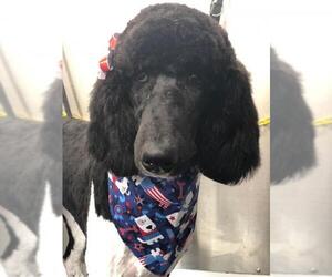 Poodle (Standard) Dogs for adoption in Pipe Creek, TX, USA