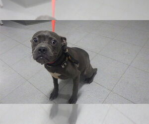 American Pit Bull Terrier Dogs for adoption in Augusta, GA, USA
