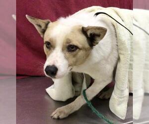 Mutt Dogs for adoption in Riverside, CA, USA