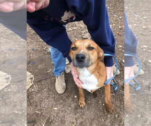 Labrador Retriever-Unknown Mix Dogs for adoption in Bandera, TX, USA