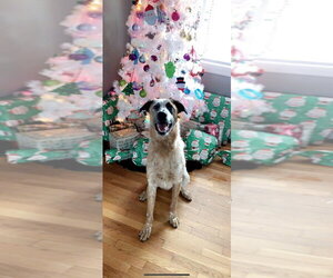 Mutt Dogs for adoption in Aurora, IN, USA