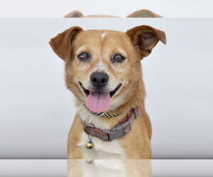 Mutt Dogs for adoption in Pasadena, CA, USA