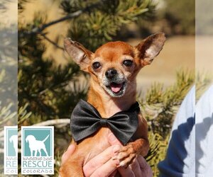 Chihuahua-Unknown Mix Dogs for adoption in Carlsbad, CA, USA
