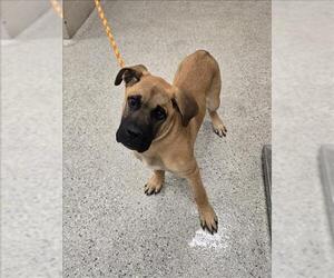 Mastiff-Unknown Mix Dogs for adoption in Conroe, TX, USA