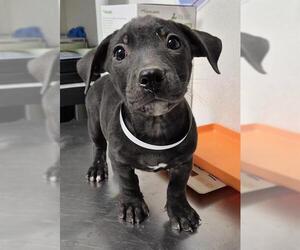 American Pit Bull Terrier-Unknown Mix Dogs for adoption in Bakersfield, CA, USA