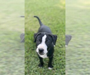 Labrador Retriever-Unknown Mix Dogs for adoption in Shreveport, LA, USA