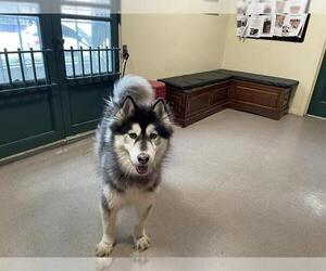 Siberian Husky Dogs for adoption in Pasadena, CA, USA