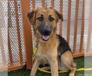 German Shepherd Dog-Unknown Mix Dogs for adoption in Las Vegas, NV, USA