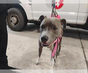 Staffordshire Bull Terrier-Unknown Mix Dogs for adoption in Texas City, TX, USA