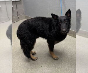 Mutt Dogs for adoption in Las Vegas, NV, USA