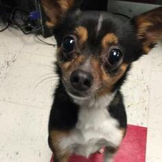 Chihuahua Dogs for adoption in Roanoke, VA, USA