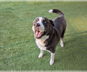 Huskies -Unknown Mix Dogs for adoption in Raleigh, NC, USA