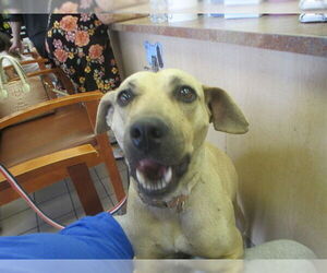 Mutt Dogs for adoption in Ocala, FL, USA