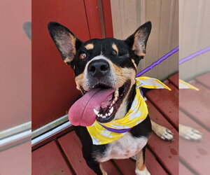 German Shepherd Dog-Unknown Mix Dogs for adoption in The Woodlands, TX, USA