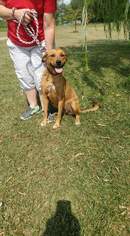 Labrador Retriever Dogs for adoption in Trenton, MO, USA