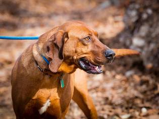 Medium Photo #1 Redbone Coonhound Puppy For Sale in Rockaway, NJ, USA