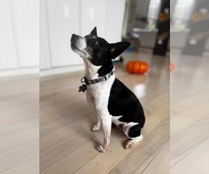 Rat Terrier Dogs for adoption in Atlanta, GA, USA