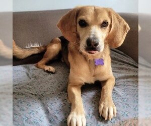Bocker Dogs for adoption in Batavia, OH, USA