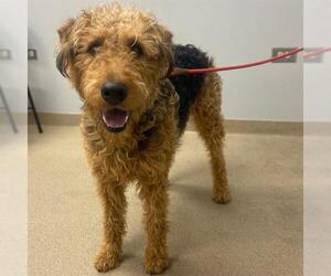 Airedale Terrier Dogs for adoption in Aurora, CO, USA