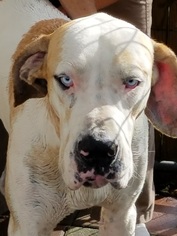 Great Dane Dogs for adoption in Statesboro, GA, USA