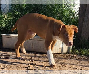 Labrador Retriever-Staffordshire Bull Terrier Mix Dogs for adoption in Amarillo, TX, USA