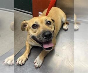 Labbe Dogs for adoption in Woodland, CA, USA