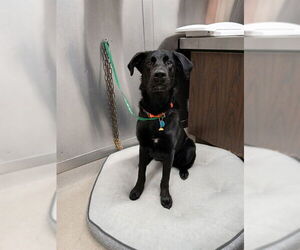 Huskies -Labrador Retriever Mix Dogs for adoption in Fairbanks, AK, USA