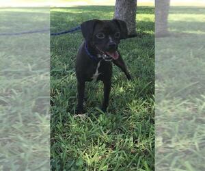 Puggle Dogs for adoption in Waco, TX, USA