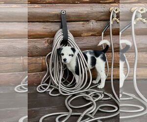 Border Collie-Unknown Mix Dogs for adoption in House Springs, MO, USA