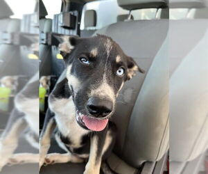 Siberian Husky Dogs for adoption in Bakersfield, CA, USA