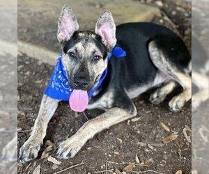 German Shepherd Dog-Unknown Mix Dogs for adoption in Austin, TX, USA