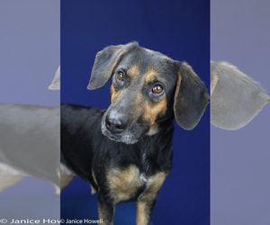 Labrador Retriever-Mountain Cur Mix Dogs for adoption in Tupelo, MS, USA