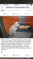 Medium Photo #1 Catahoula Leopard Dog-Labrador Retriever Mix Puppy For Sale in Aurora, CO, USA