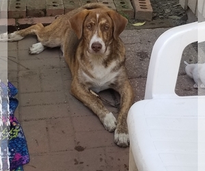 Coonhound-Labrador Retriever Mix Dogs for adoption in Concord, NC, USA