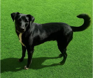 Labrador Retriever-Unknown Mix Dogs for adoption in McKinney, TX, USA
