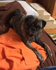 Pug Dogs for adoption in Newport, KY, USA