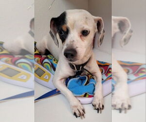 Dachshund-Unknown Mix Dogs for adoption in Olalla, WA, USA