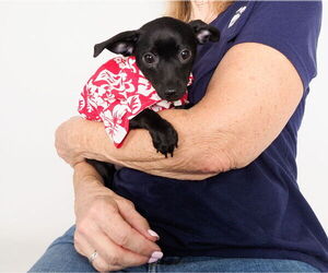 Chihuahua-Unknown Mix Dogs for adoption in phoenix, AZ, USA