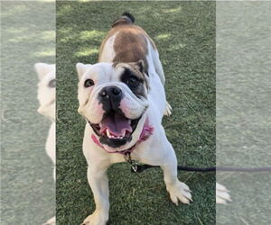 Bulldog-Unknown Mix Dogs for adoption in Lakewood, CO, USA