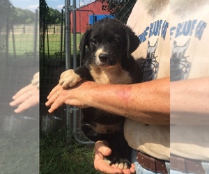 Borador Dogs for adoption in Slidell, LA, USA